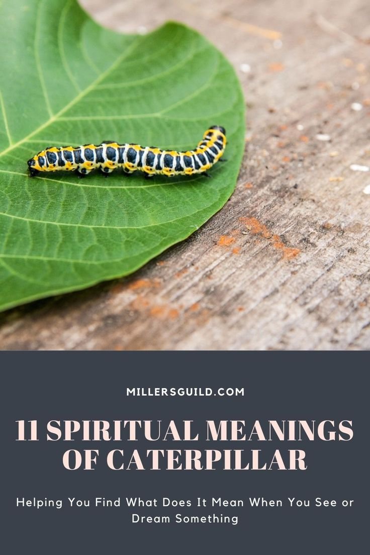 Decoding What Does A Caterpillar Symbolize